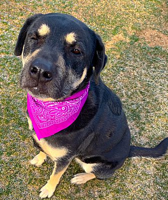 adoptable Dog in Barstow, CA named Willow