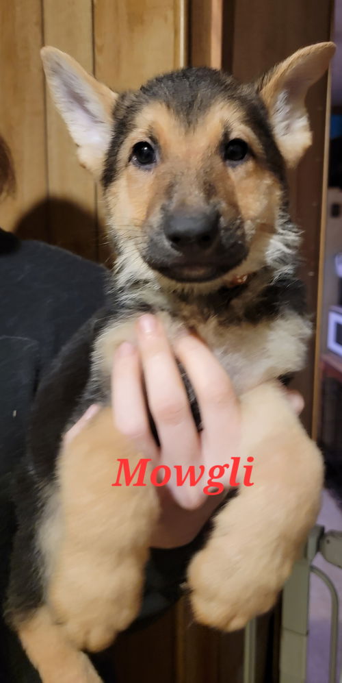 Mowgli