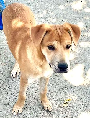 adoptable Dog in Westlake Village, CA named Banjo