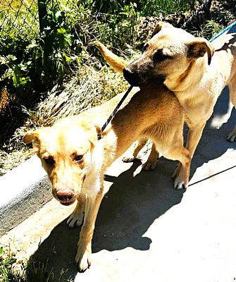 adoptable Dog in Hesperia, CA named The Golden Boys - Frisco & Gillian