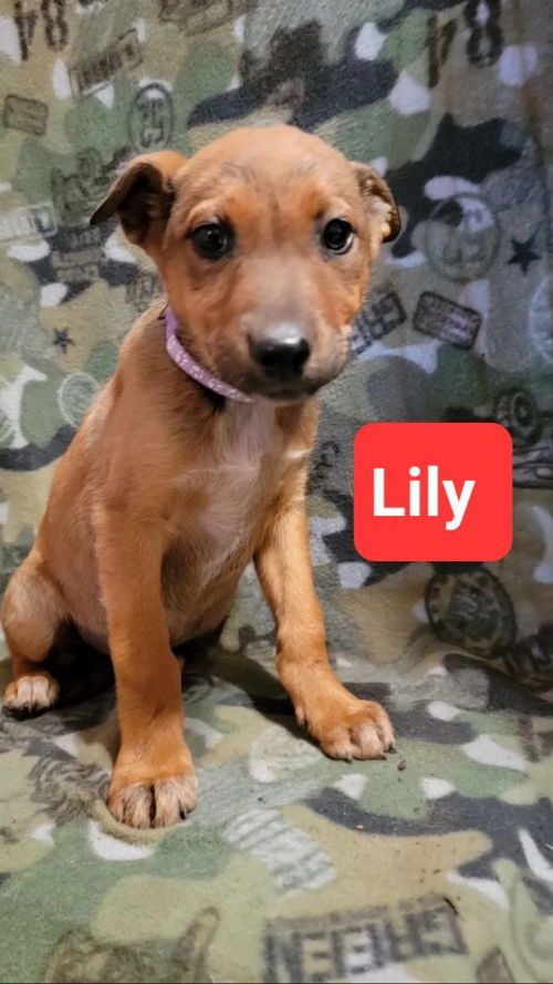 Lilly