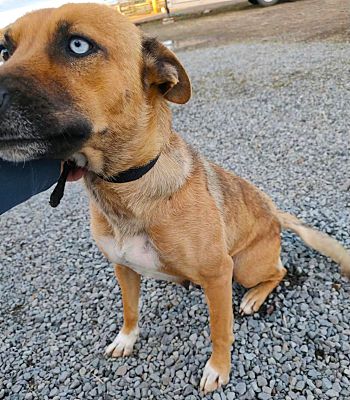 adoptable Dog in Westlake Village, CA named Fiona