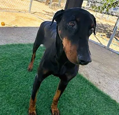 Evie - Doberman Pinscher