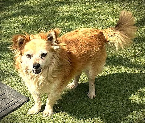 adoptable Dog in Fallbrook, CA named Rusty