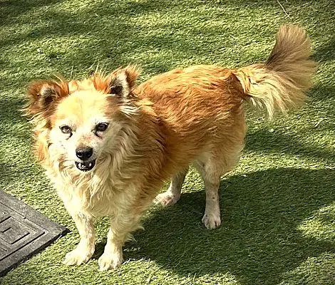 Rusty - Chihuahua