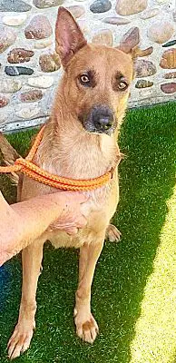 Yvette - German Shepherd Dog