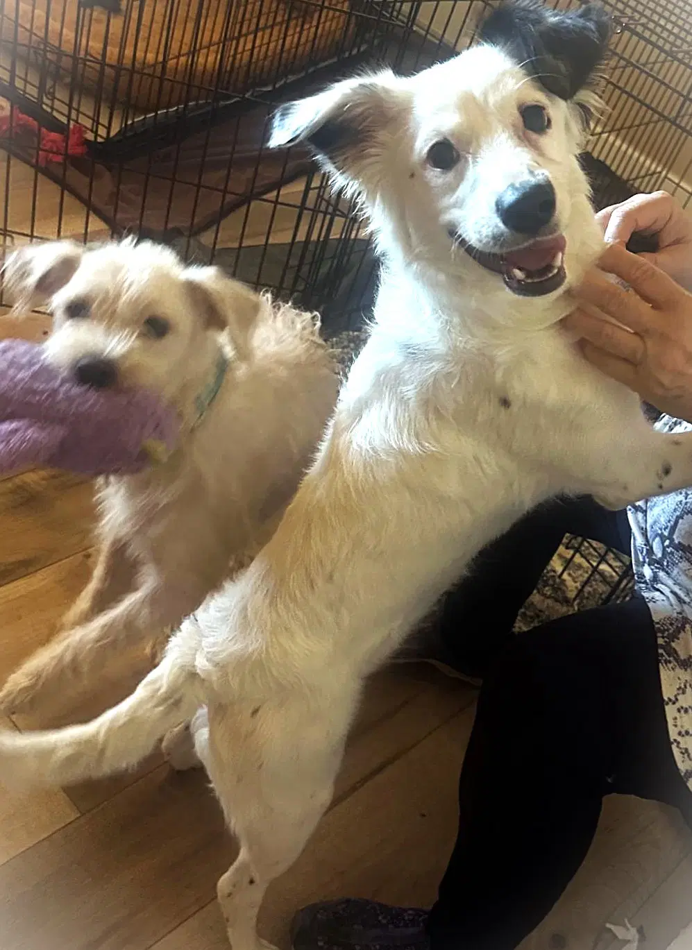 Juniper - Australian Shepherd
