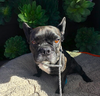 Lola
