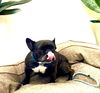 Lola
