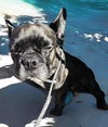 Lola