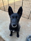 Black Shepherd Puppies