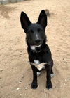 Black Shepherd Puppies