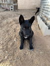 Black Shepherd Puppies