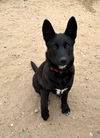 Black Shepherd Puppies