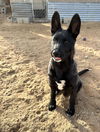 Black Shepherd Puppies