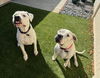 Aspen & Domingo Bonded Pair