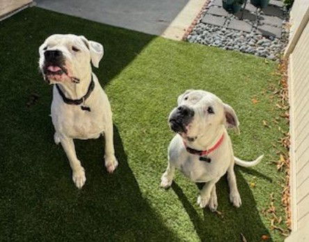 Aspen & Domingo Bonded Pair