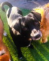 Gidget