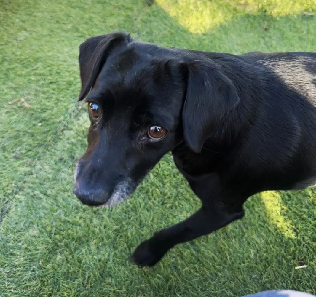 Gidget image 3