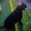 Gidget
