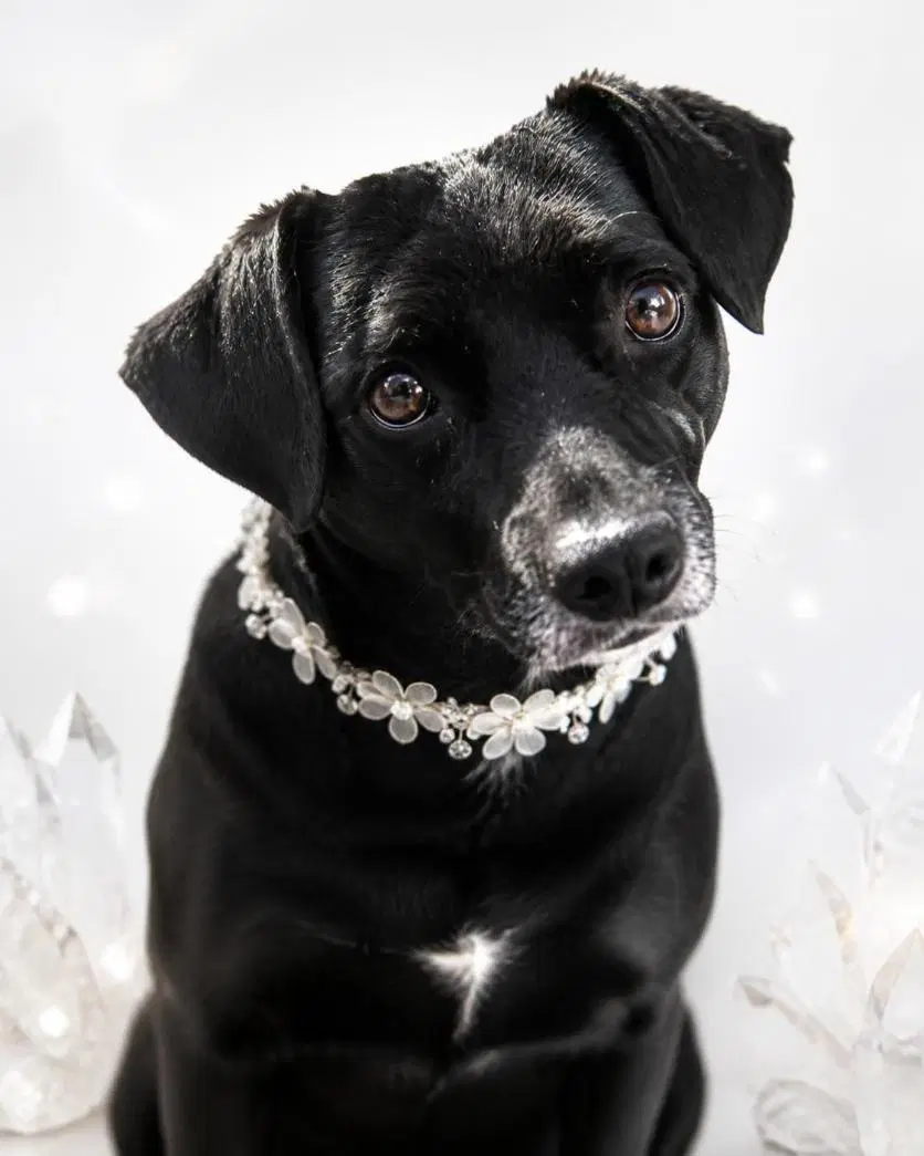 Gidget image 2