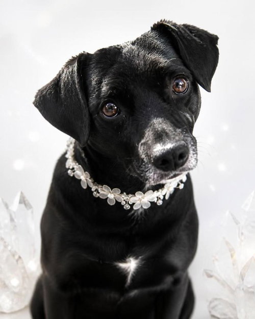 Gidget