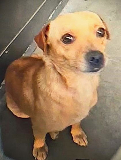 adoptable Dog in Fallbrook, CA named Wagner