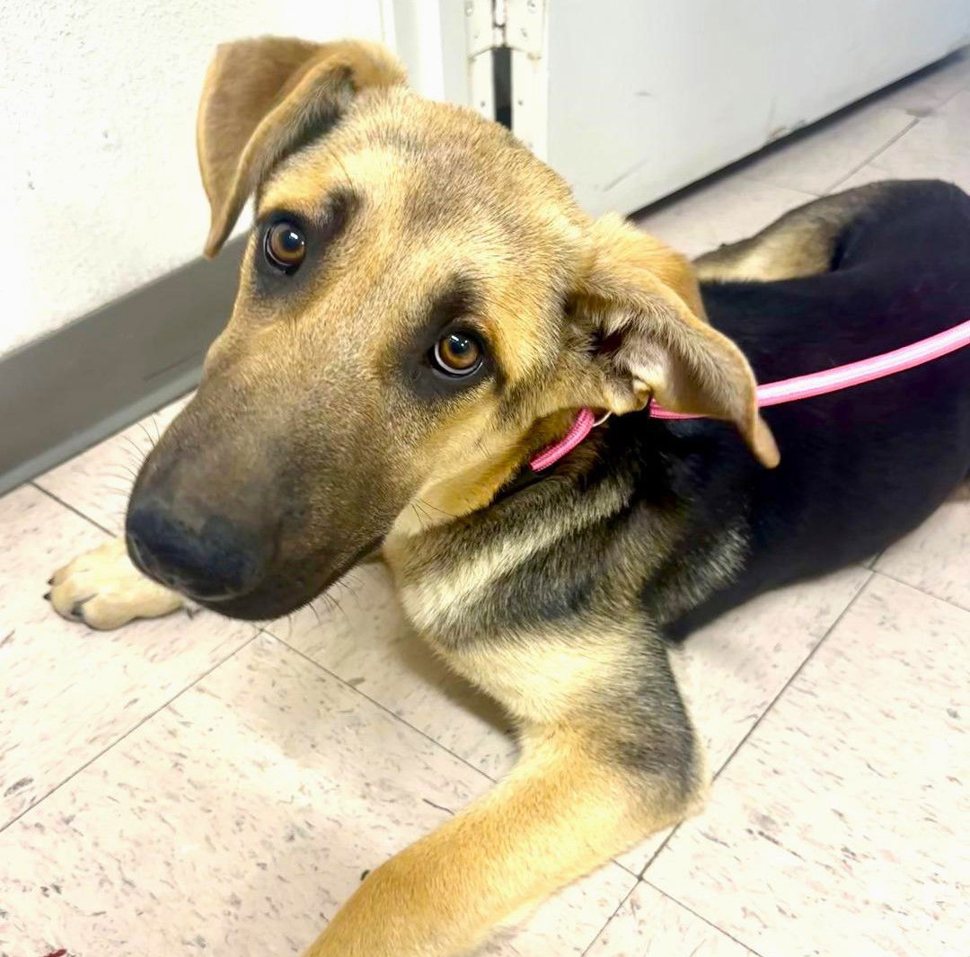 adoptable Dog in Adelanto, CA named Jake
