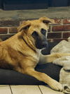 Odie