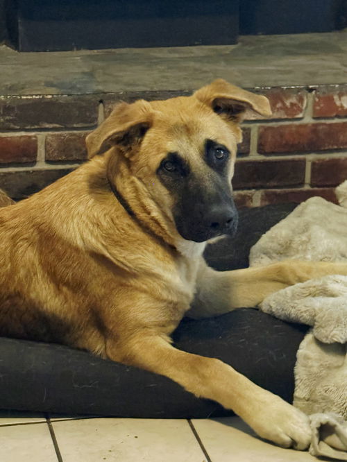 Odie