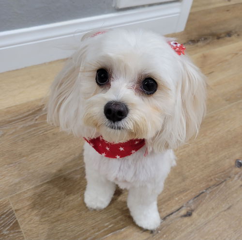 Cookie