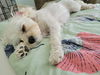 Cookie