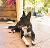 Rosie