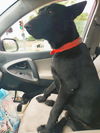 Jaxx