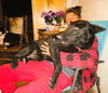 Jaxx