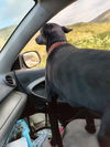 Jaxx