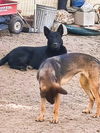 Jaxx
