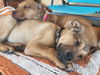 Viszla Puppy