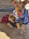 Viszla Puppy