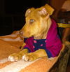 Viszla Puppy