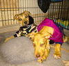Viszla Puppy