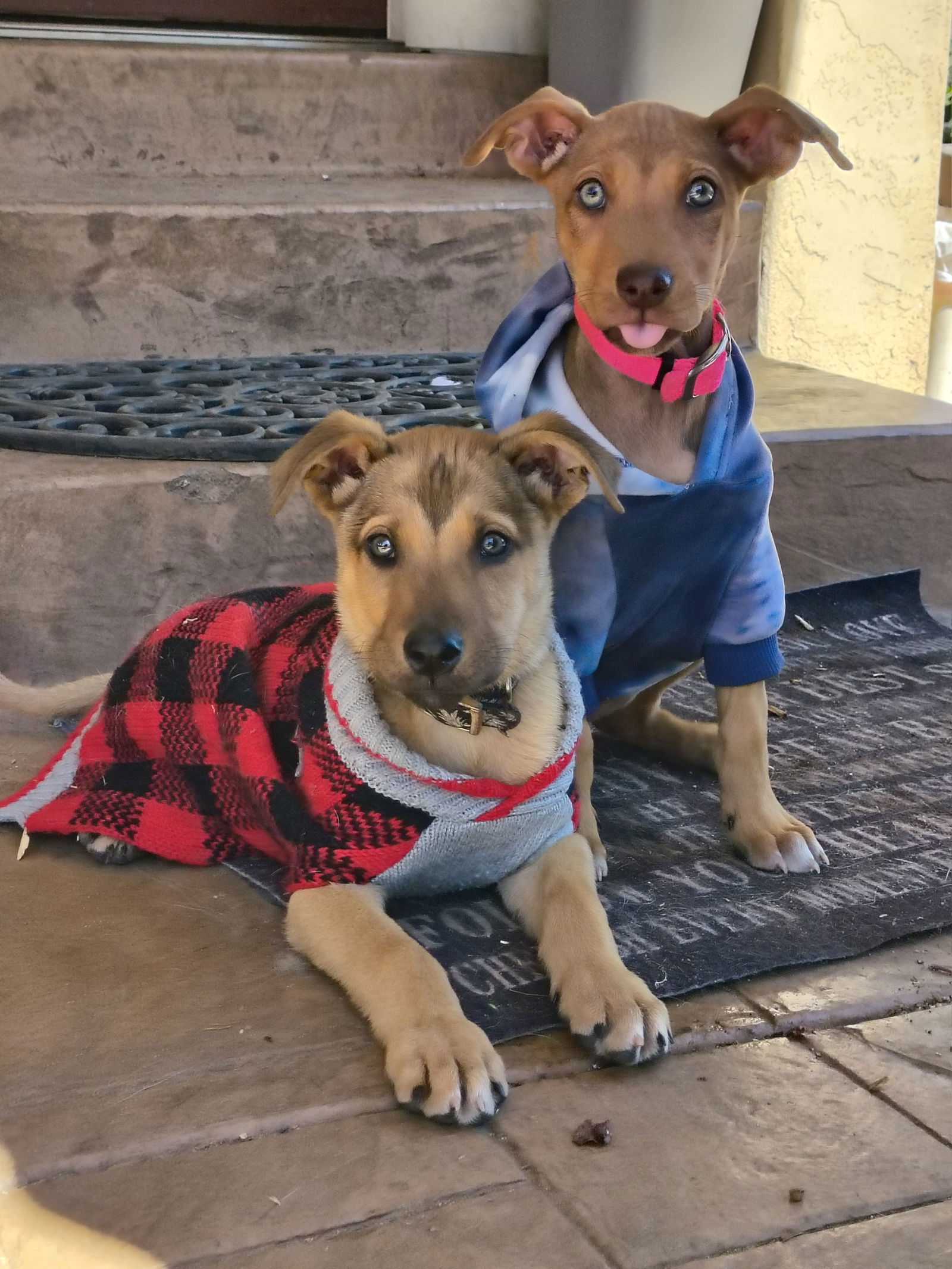 adoptable Dog in Ramona, CA named Shepherd Puppy