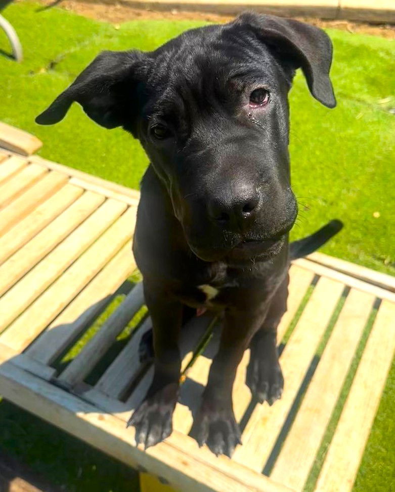 adoptable Dog in Hesperia, CA named Willie Boy