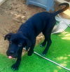 Willie Boy