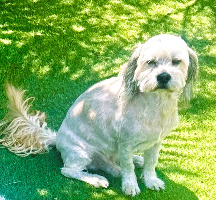 adoptable Dog in Hesperia, CA named Rolo