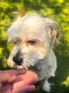 Rolo