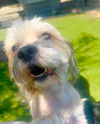 Rolo