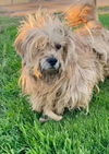 Rolo
