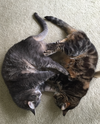 Jewel & Sheera