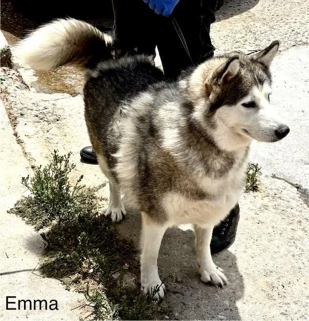 Emma image 4